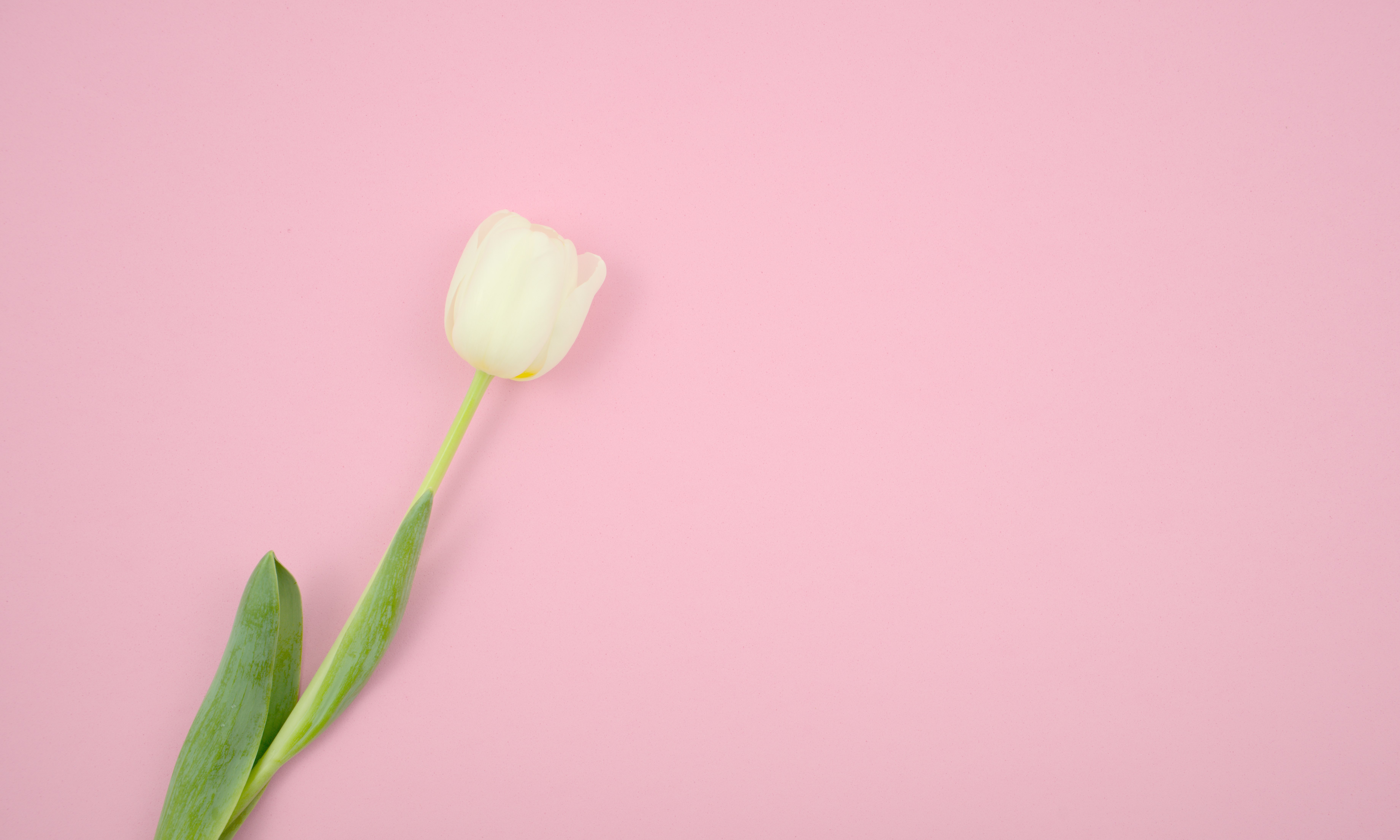 white flower on pink surface